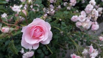 flowering bush of gently pink rose