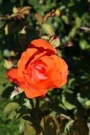 orange rose in the sunlight