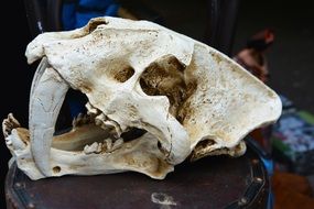 skull of a animal with large fangs