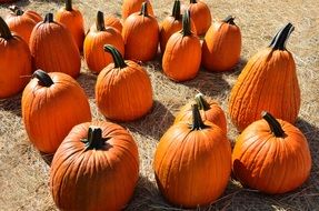 giant orange pumpkins