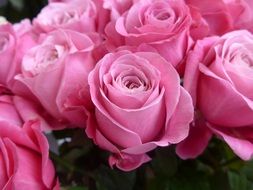 bouquet of tender pink roses