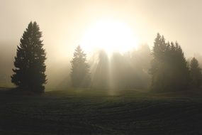 Divine Light spiritual forest