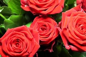 perfect red roses