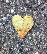 yellow heart-shaped leaf in the sand