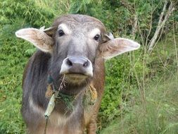 curious animal in nepal