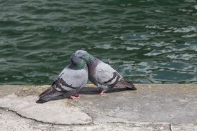 two kissing pigeons on the waterfront