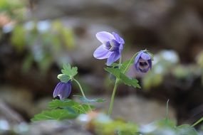 tiny spring purple flowers