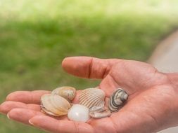 sea Shells on Hand outdoor