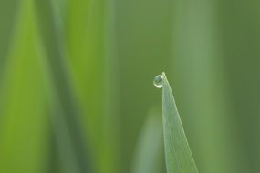 Droplet of water on tip of green leaf, macro