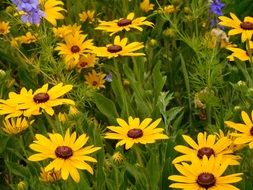 field of wild yellow flowers