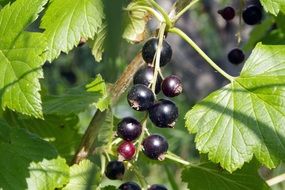 Black Currant Natural