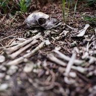 skull and pile of bone in dry grass
