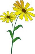 Yellow Daisy drawing