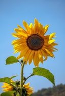wallpaper with sunflower
