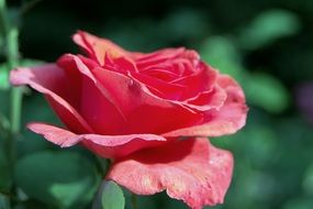 delicate pink rose petals closeup