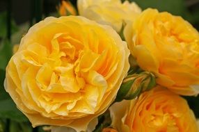 yellow scented roses
