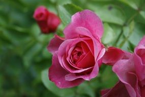 pink nice Roses Flower