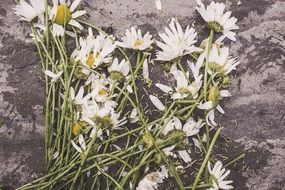 bouquet of white daisies on a gray stone