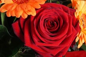 ideal red rose