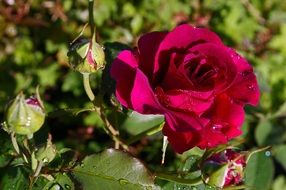 rose bush after rain