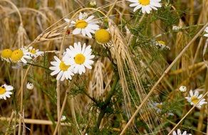 white daisies on a wheat field