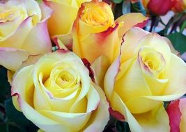 yellow beautiful Roses