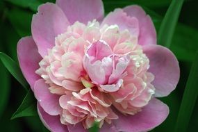closeup photo of delicate pink peony flower