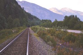 railway tracks near green trees