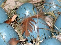 blue decorated eggs with feathers