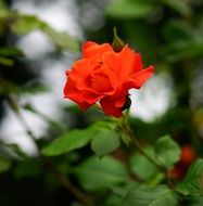 wild red rose on the shrub