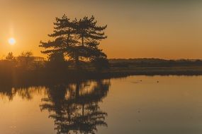 big tree reflection in water at orange sunset
