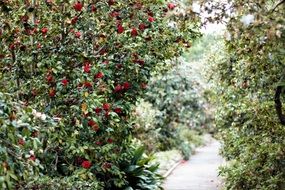 Walk Path through Greenery