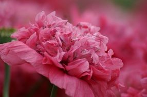 pink spring garden flowers