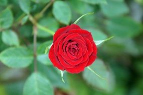 perfect red rose on the bush