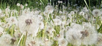meadow with dandelions close-up