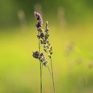 summer blades of grass closeup