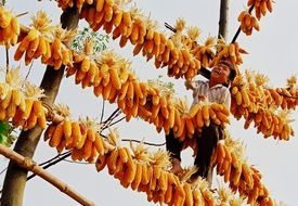 corn dries on wooden sticks