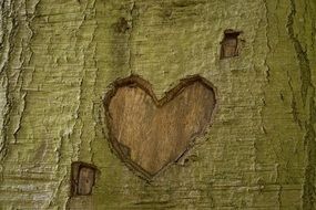 heart on tree bark in the park