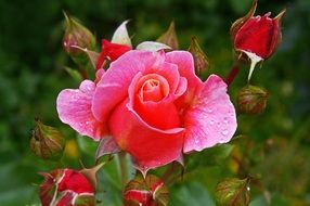 filigree garden roses after rain
