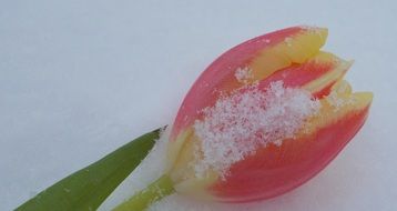pink tulip in the snow