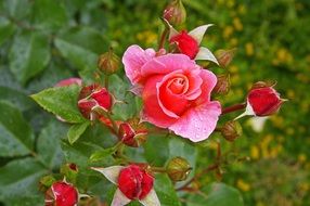 charming rose bush after rain