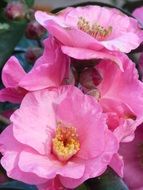 pink camellia close-up