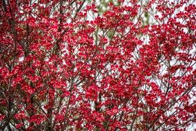 Tree with Red flowers at Spring