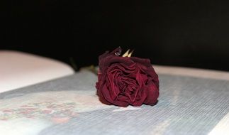 wedding album and Dried Rose
