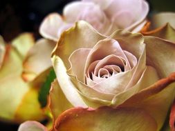 pale pink macro photo, roses