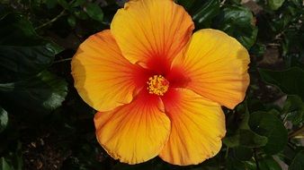 open orange hibiscus flower in the garden