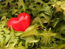 red heart among green leaves