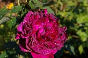 faded garden rose