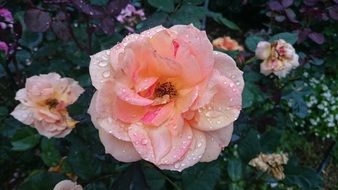 nice pink Rose Flower
