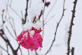 rosebud in the frost